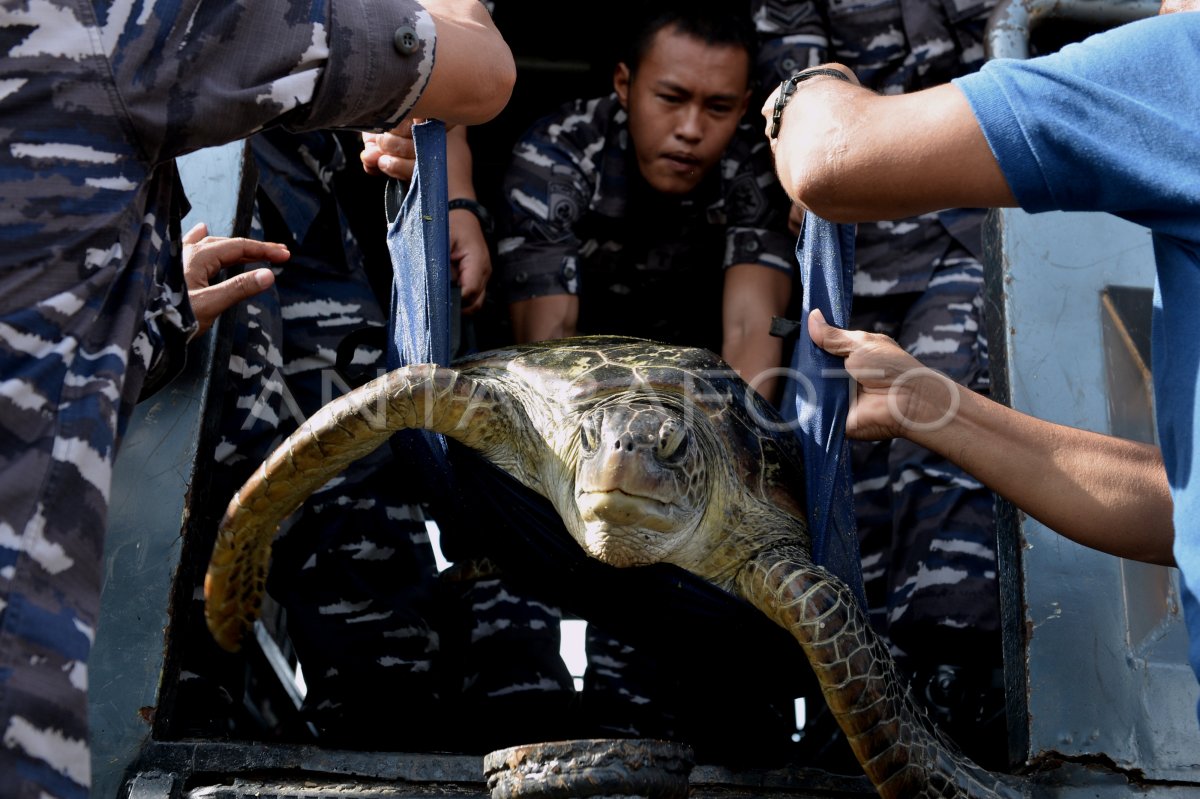 PENGGAGALAN PENYELUNDUPAN PENYU HIJAU