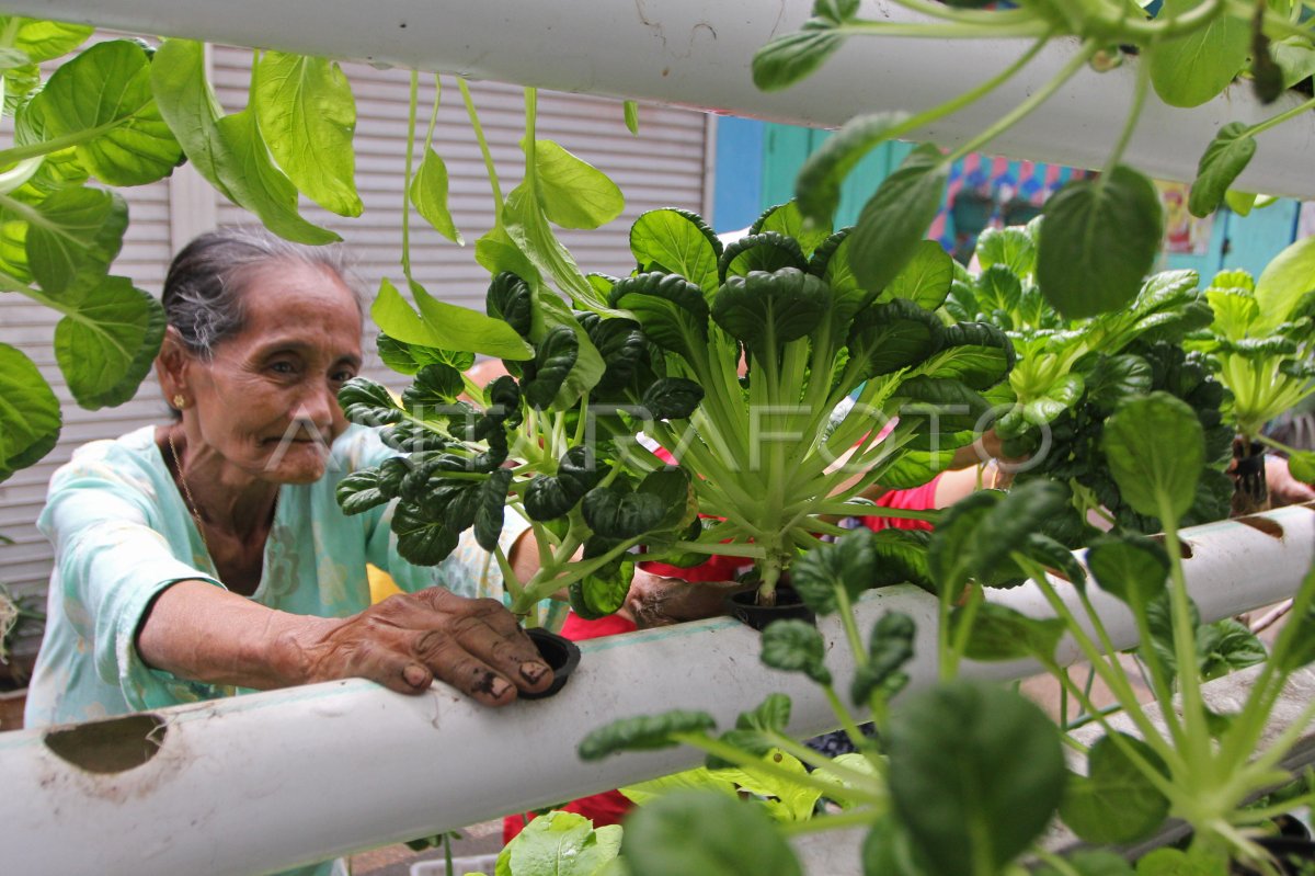 UPAYA MENJAGA KETAHANAN PANGAN DENGAN URBAN FARMING | ANTARA Foto