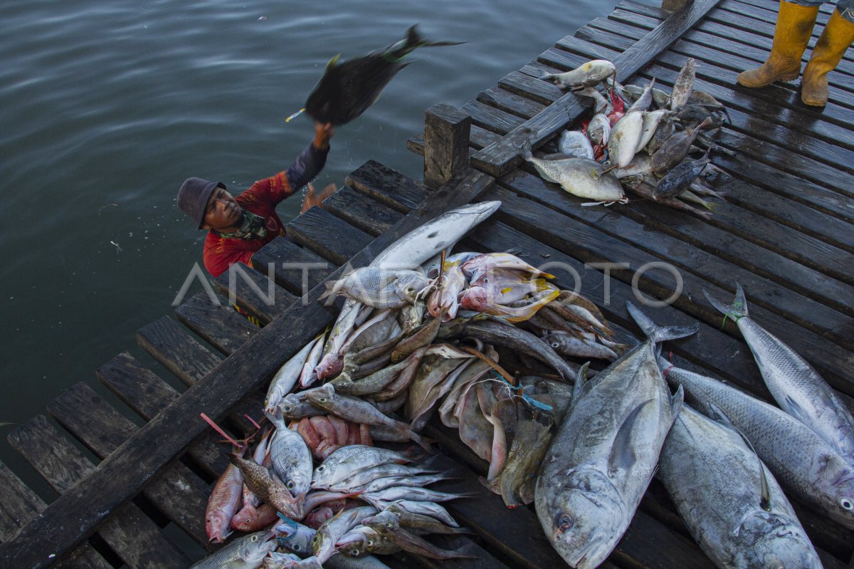 PENANGKAPAN IKAN SECARA TERUKUR BERBASIS KUOTA | ANTARA Foto