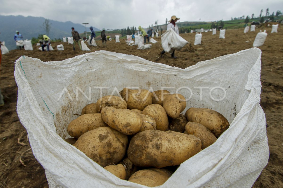 HARGA KENTANG DI BATU NAIK | ANTARA Foto