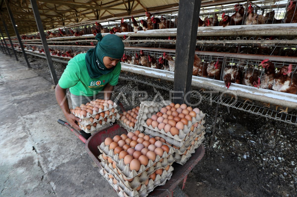 Produksi Telur Ayam Ras Antara Foto