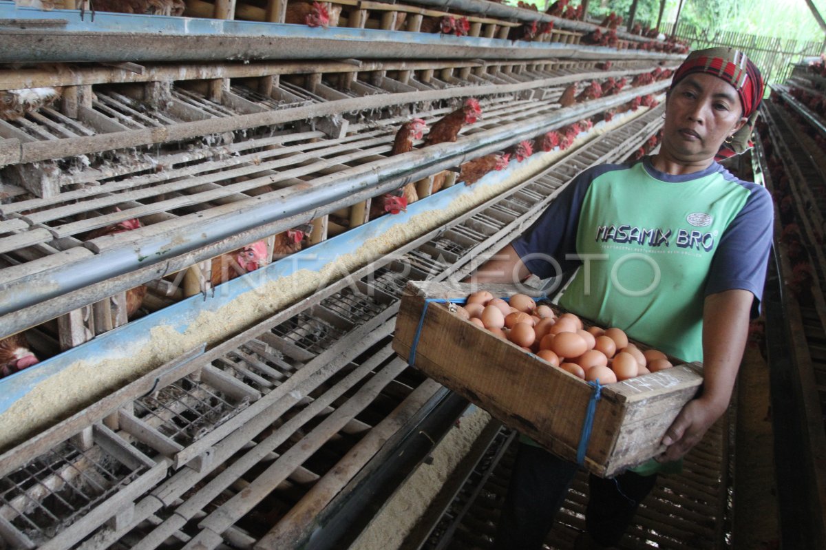 Harga telur ayam di Malang naik | ANTARA Foto