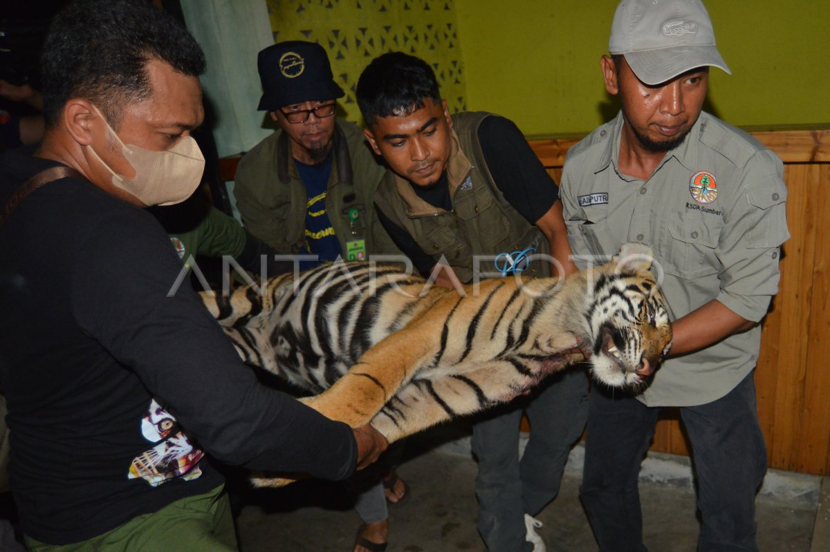 Harimau Sumatera mati akibat jerat babi | ANTARA Foto