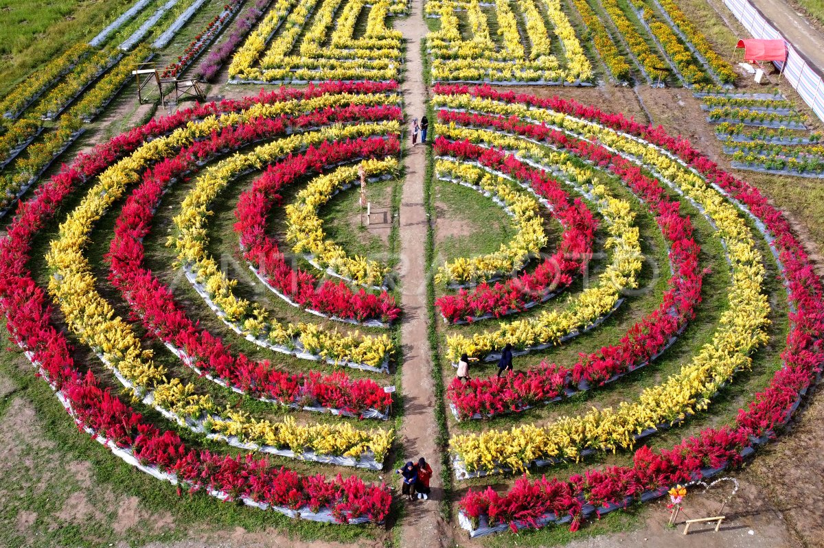 Wisata bunga Celosia di Boalemo