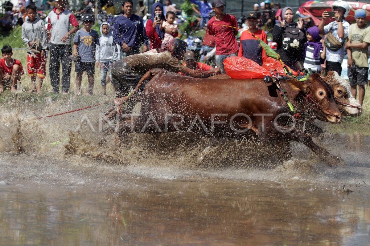 Karapan sapi brujul