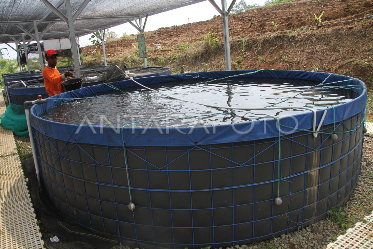 Budi daya ikan sistem bioflok
