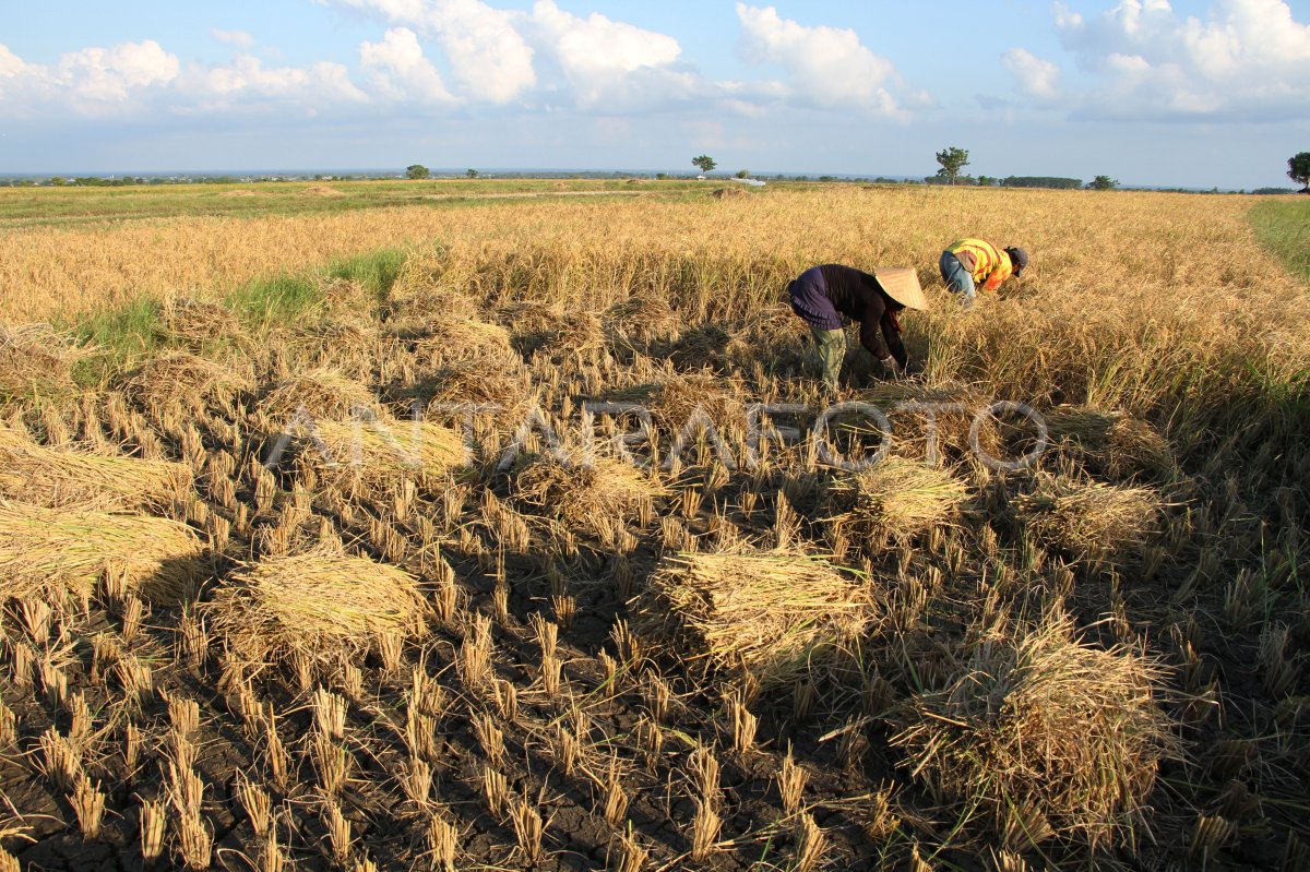 Musim panen terakhir di sawah tadah hujan