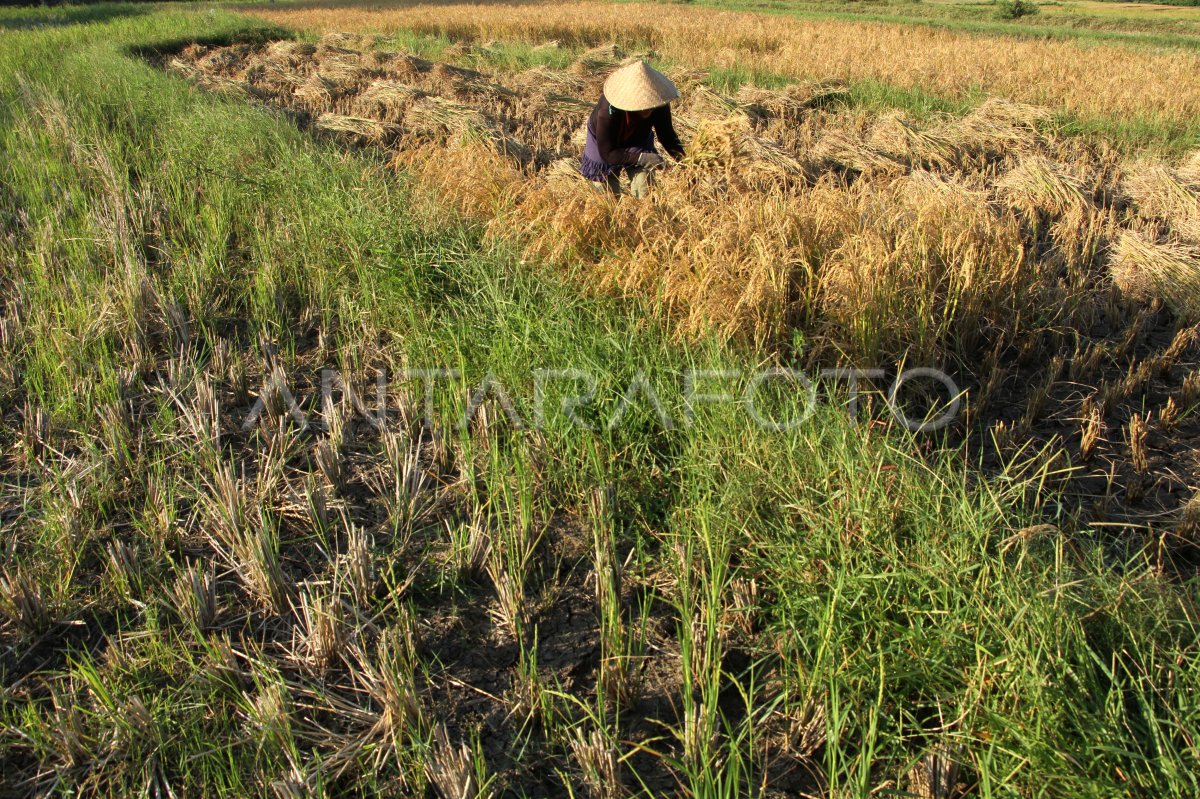 Musim panen terakhir di sawah tadah hujan