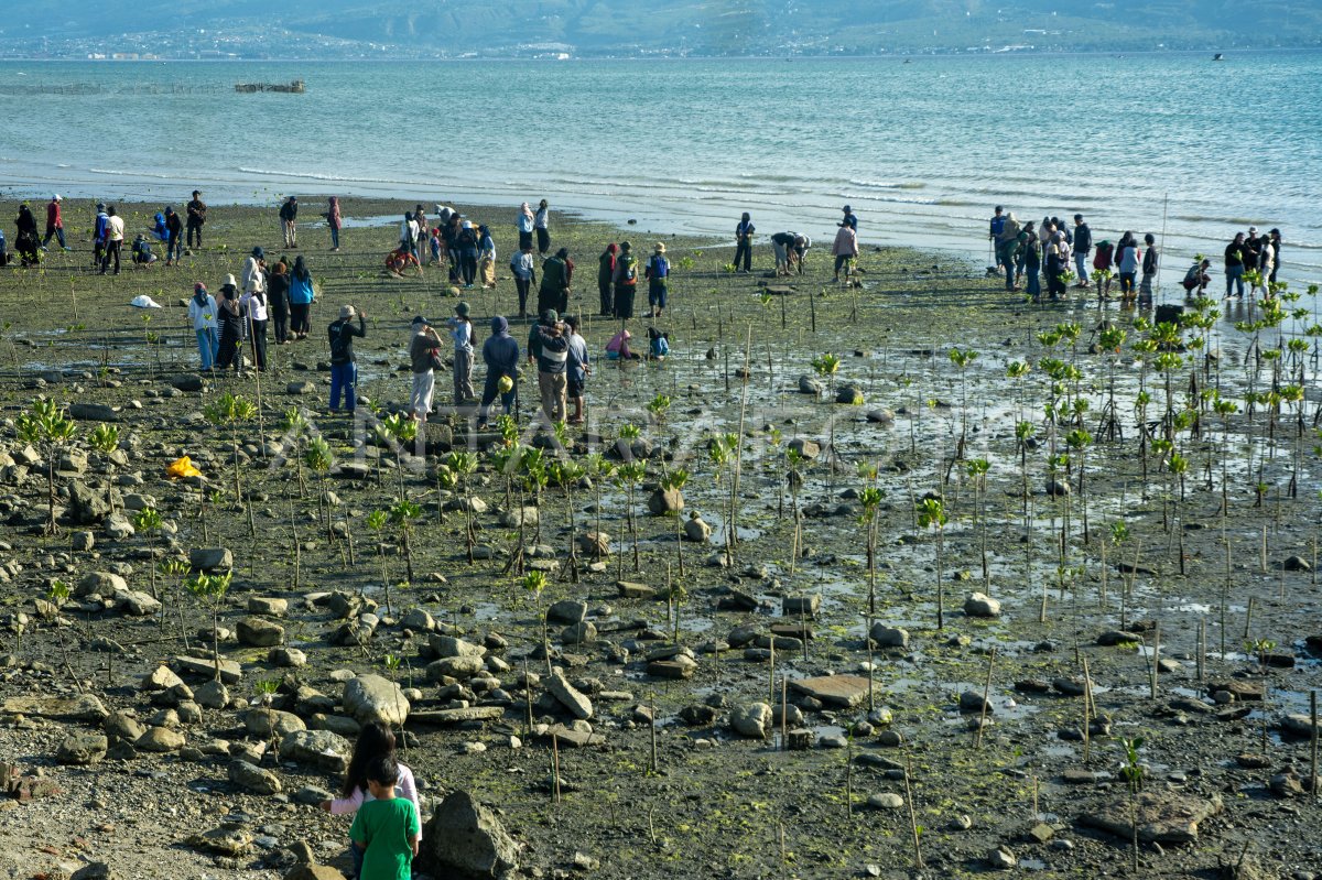 Perawatan Mangrove Di Kawasan Konservasi | ANTARA Foto