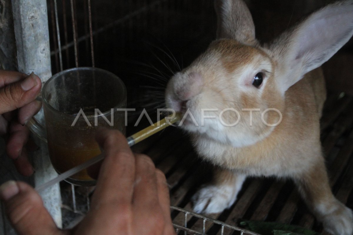 Peternak kelinci di Ngawi kewalahan memenuhi permintaan