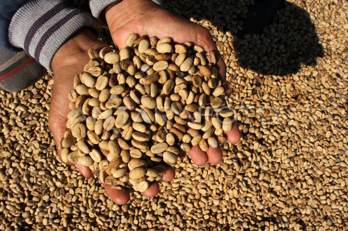 Estimasi produksi kopi 2023