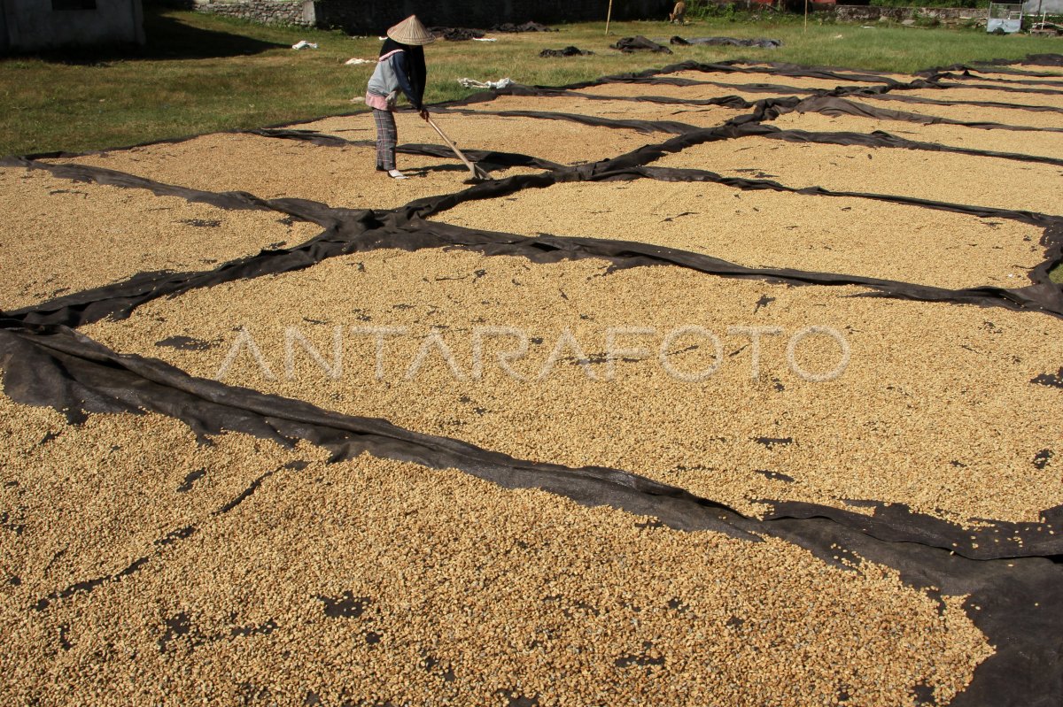 Estimasi produksi kopi 2023