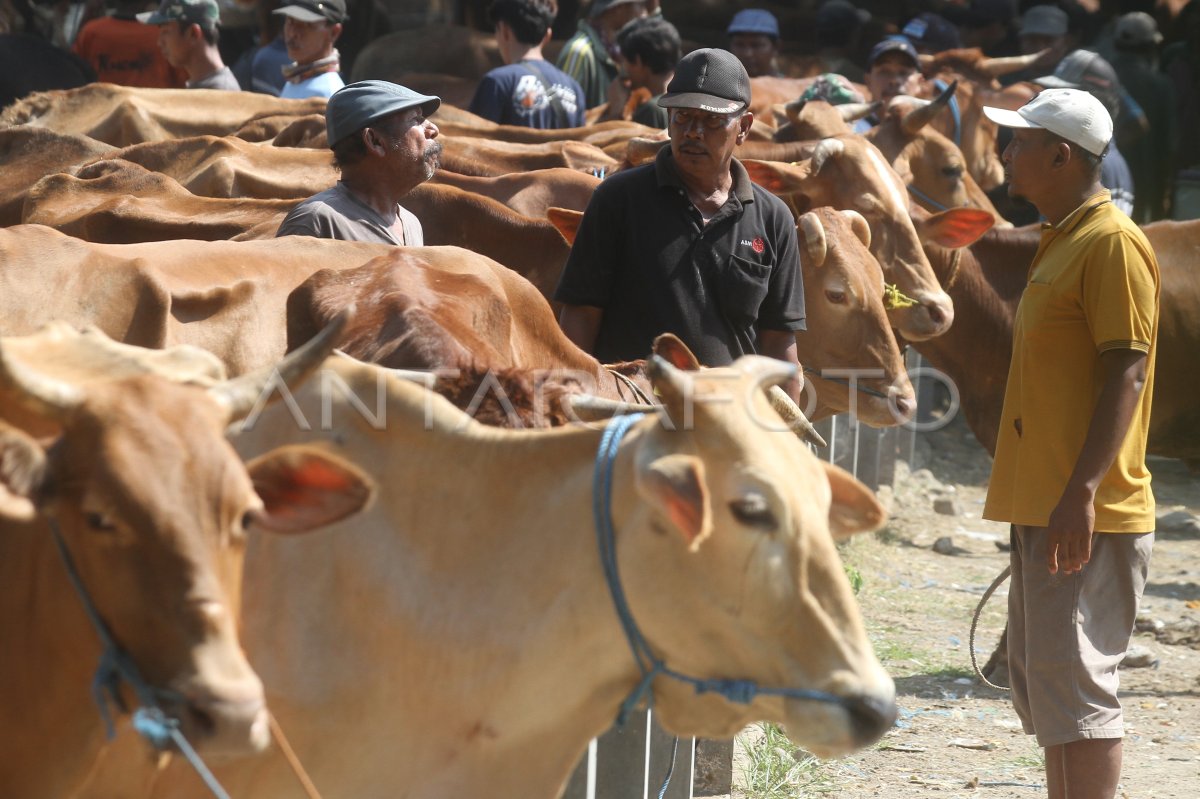 Harga sapi di Ngawi naik