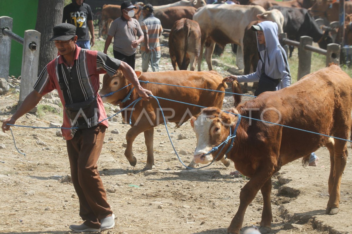 Harga sapi di Ngawi naik