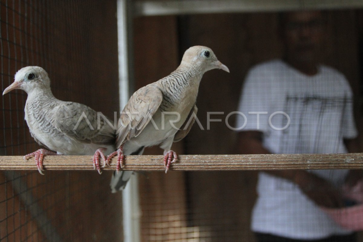 Budi daya burung perkutut di Ngawi