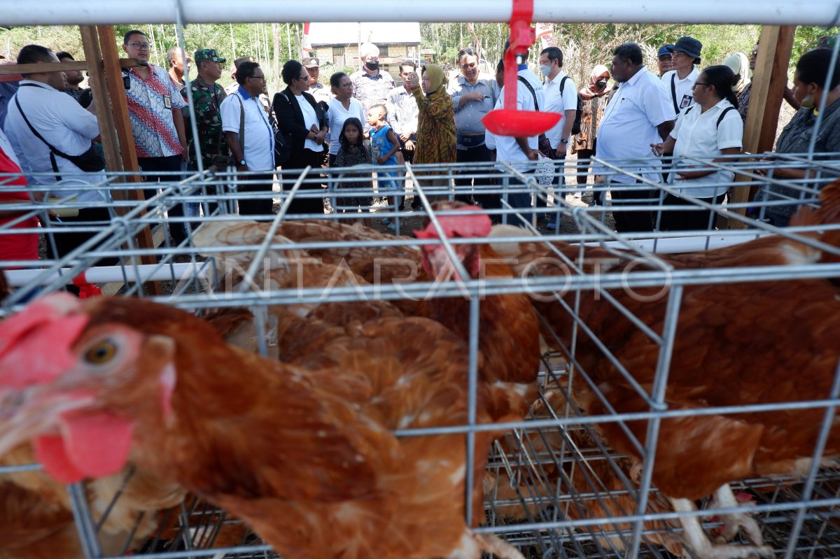 Kunjungan Mensos di Papua