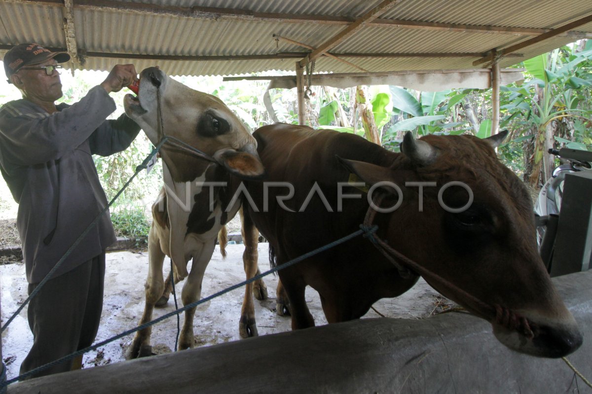 Antisipasi penyakit kulit pada sapi