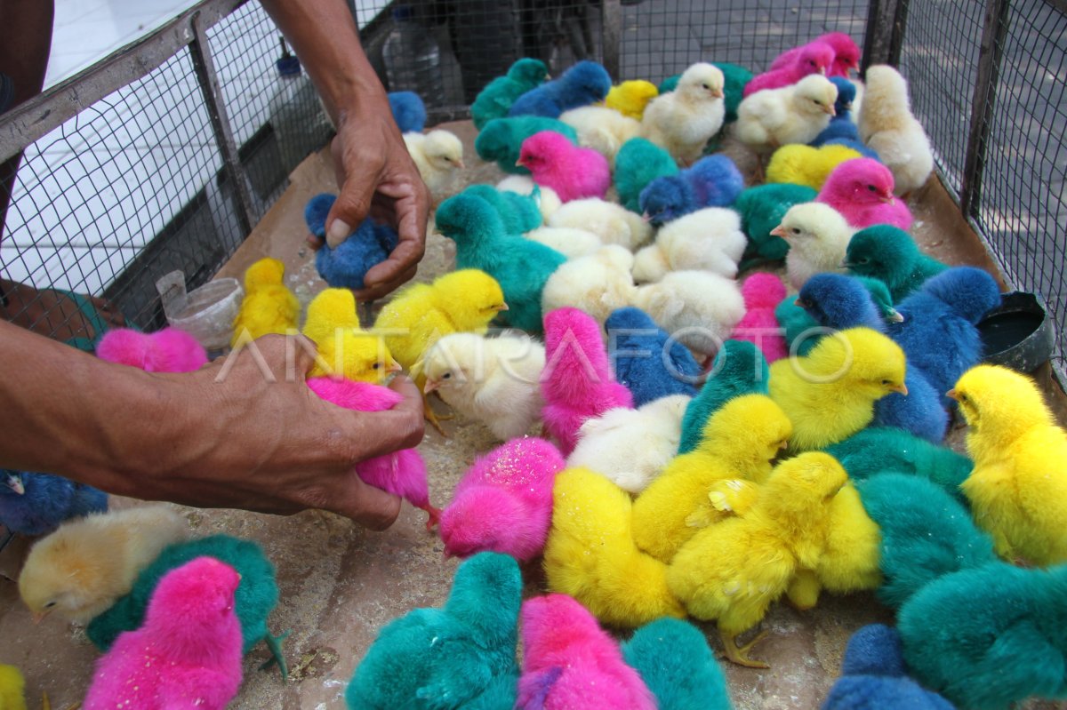 Penjualan Anak Ayam Warna Warni Antara Foto