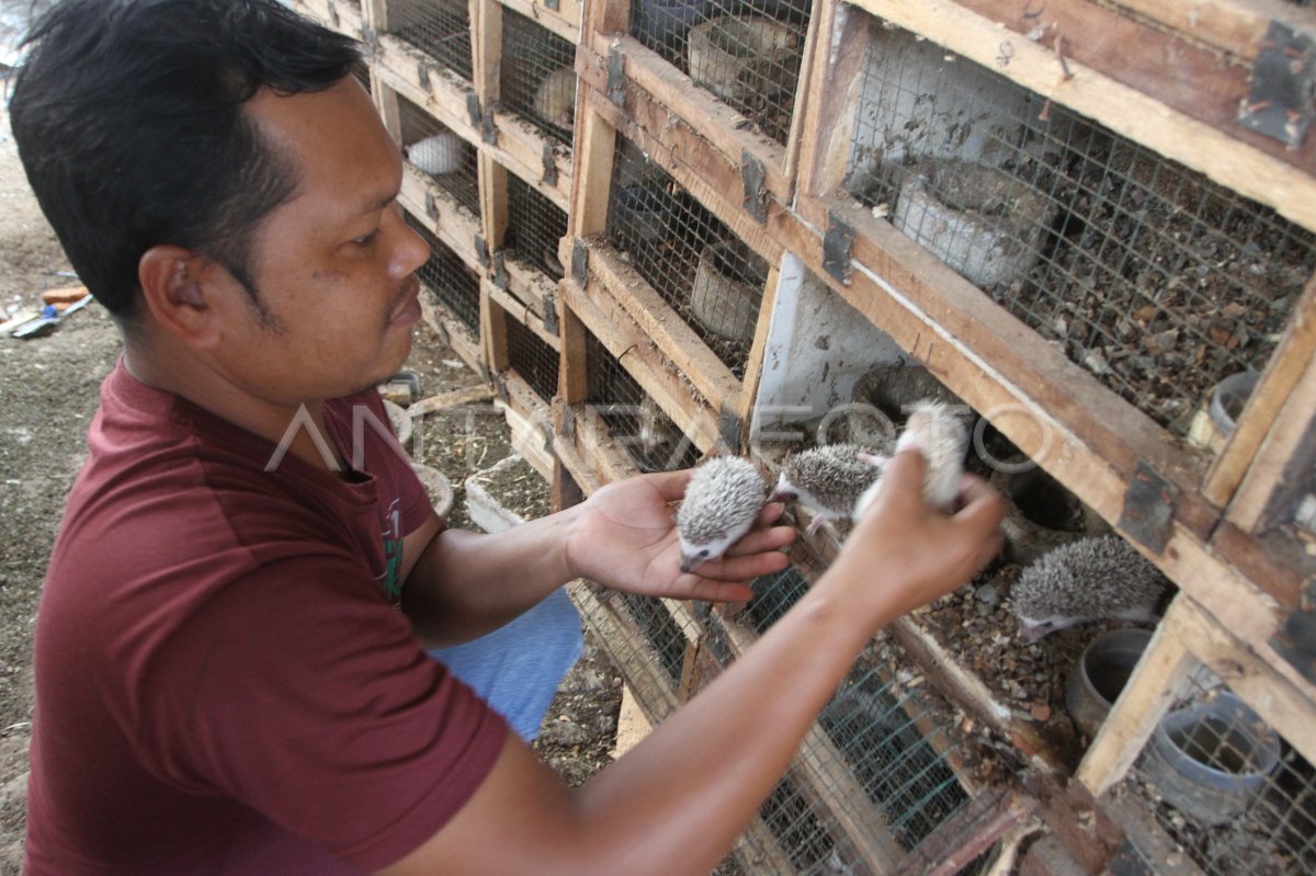 Budi daya landak mini di Malang