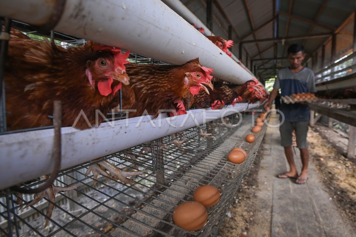 Pemberdayaan peternak untuk pemenuhan gizi warga