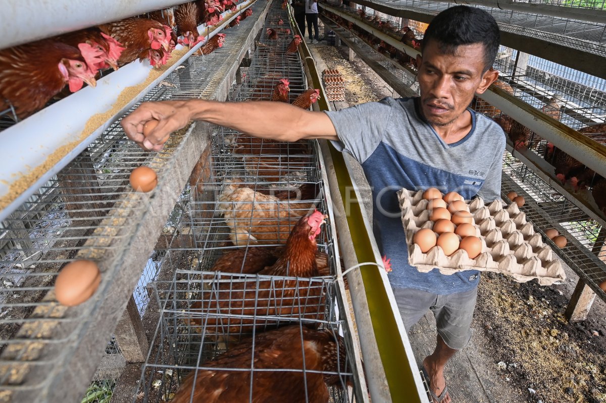 Pemberdayaan peternak untuk pemenuhan gizi warga
