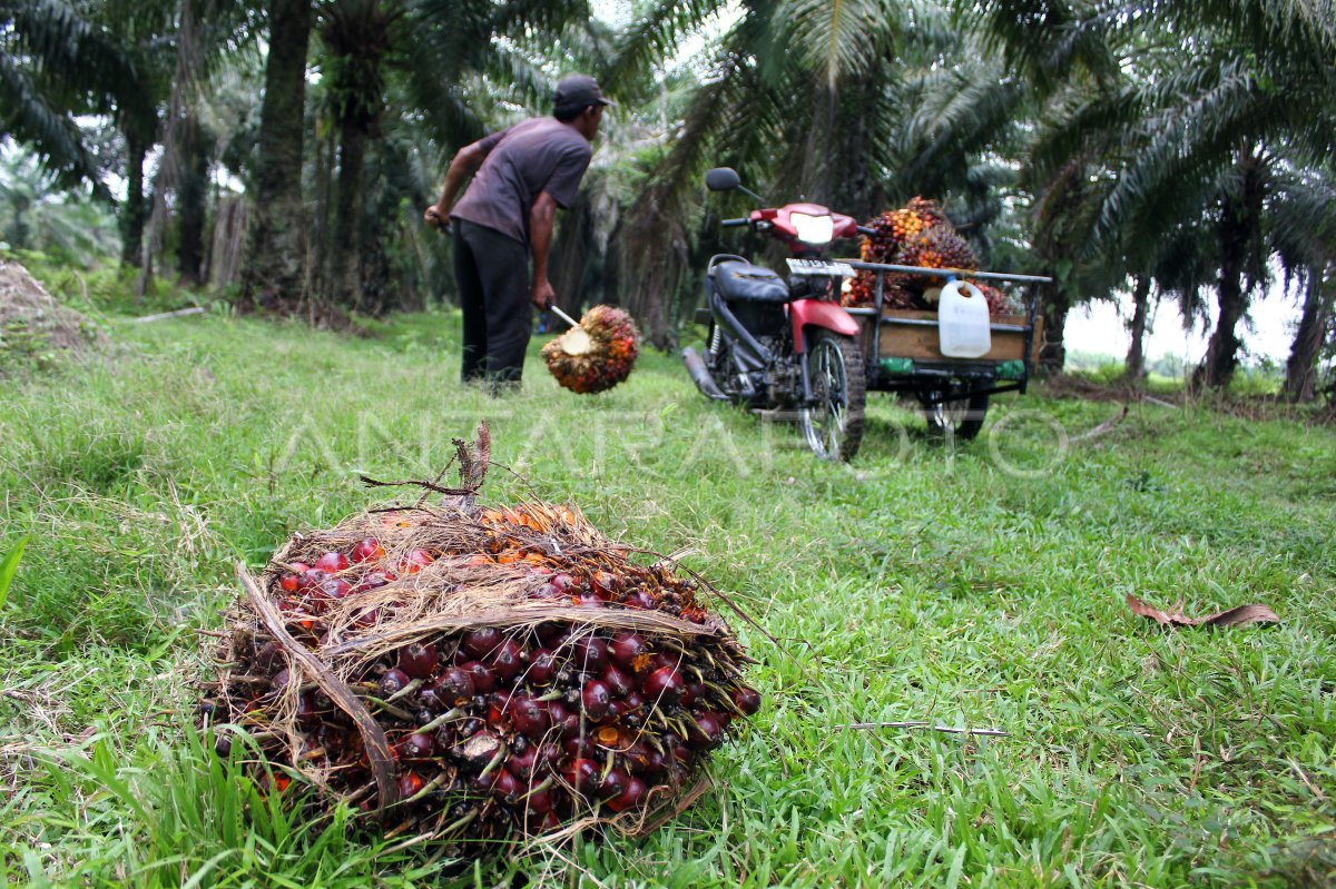 Target Peremajaan Sawit 2024 | ANTARA Foto