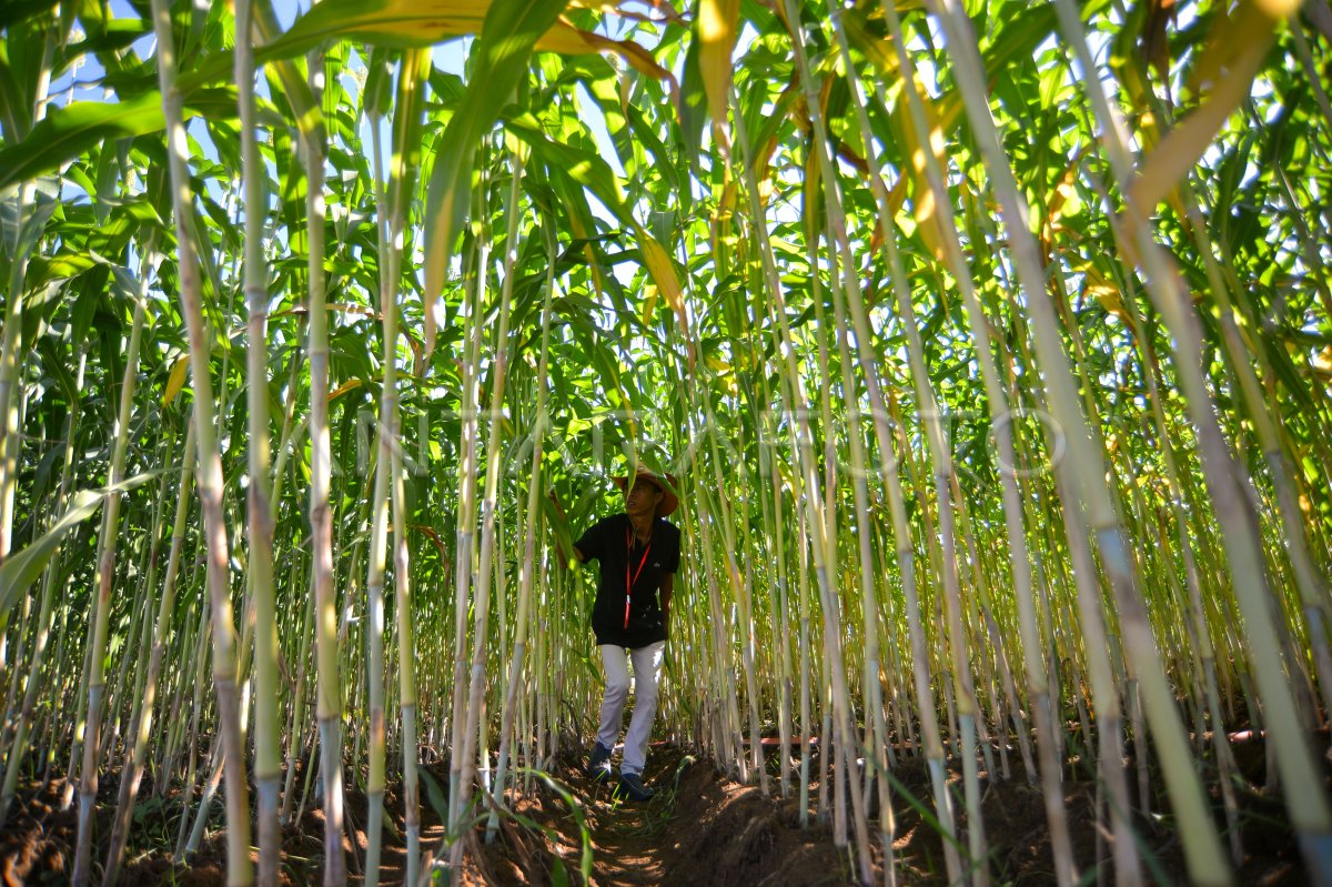 Varietas Unggul Sorgum Bioguma Agritan | ANTARA Foto