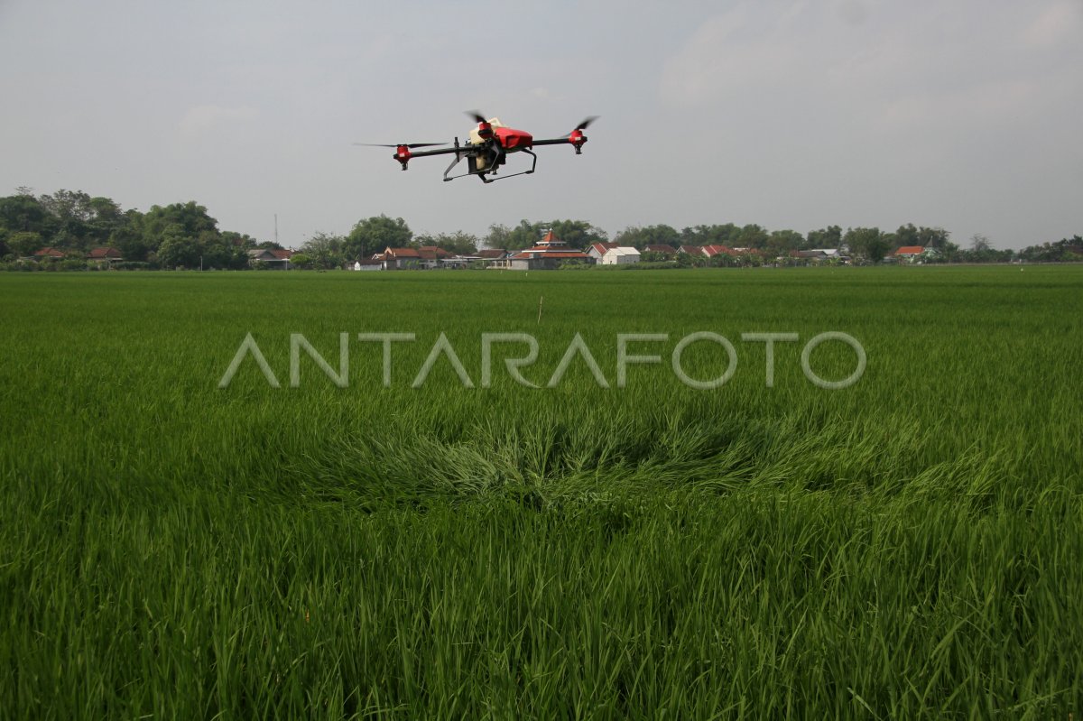 Penyemprotan pestisida dengan drone di Jombang