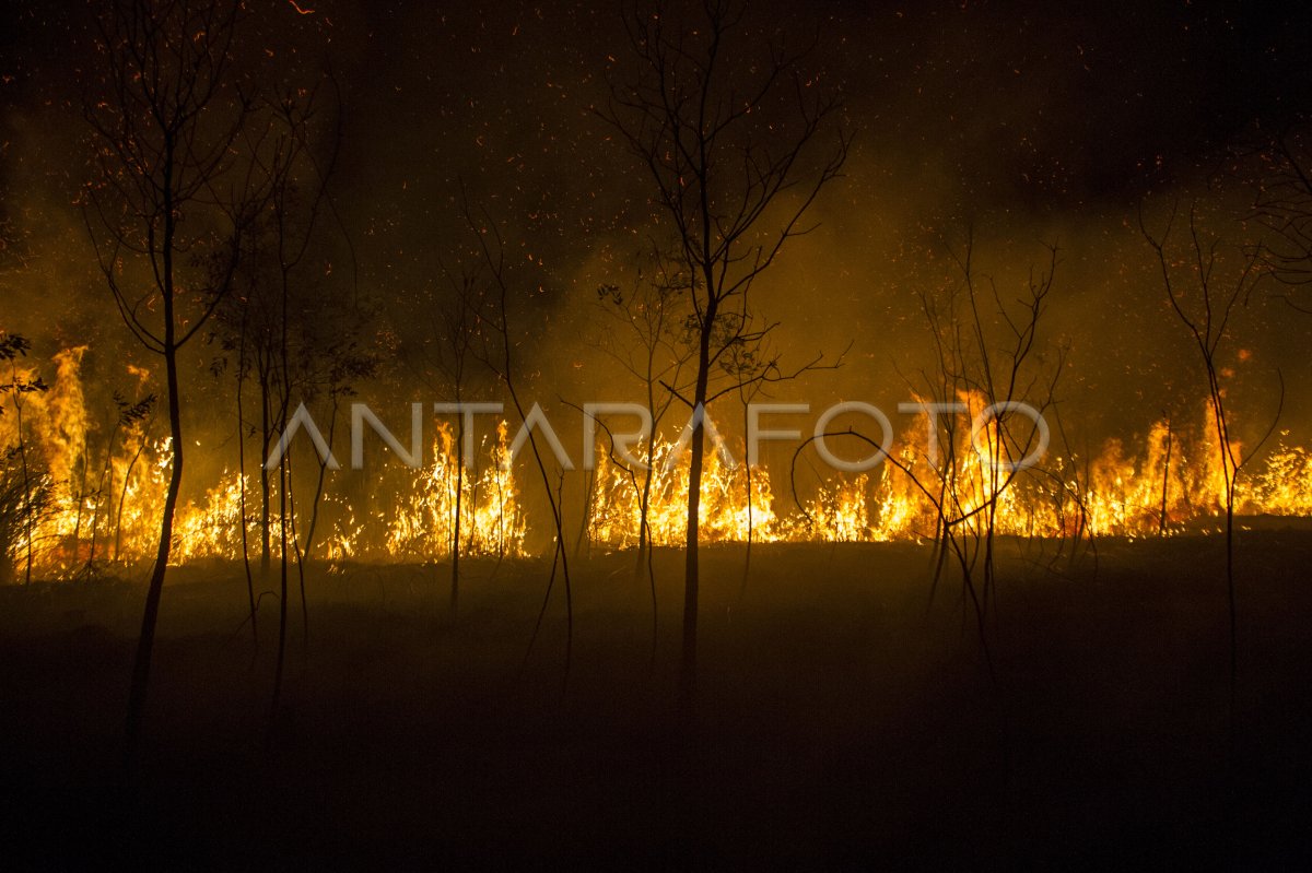 Upaya Pemadaman Karhutla Hingga Malam Hari Antara Foto