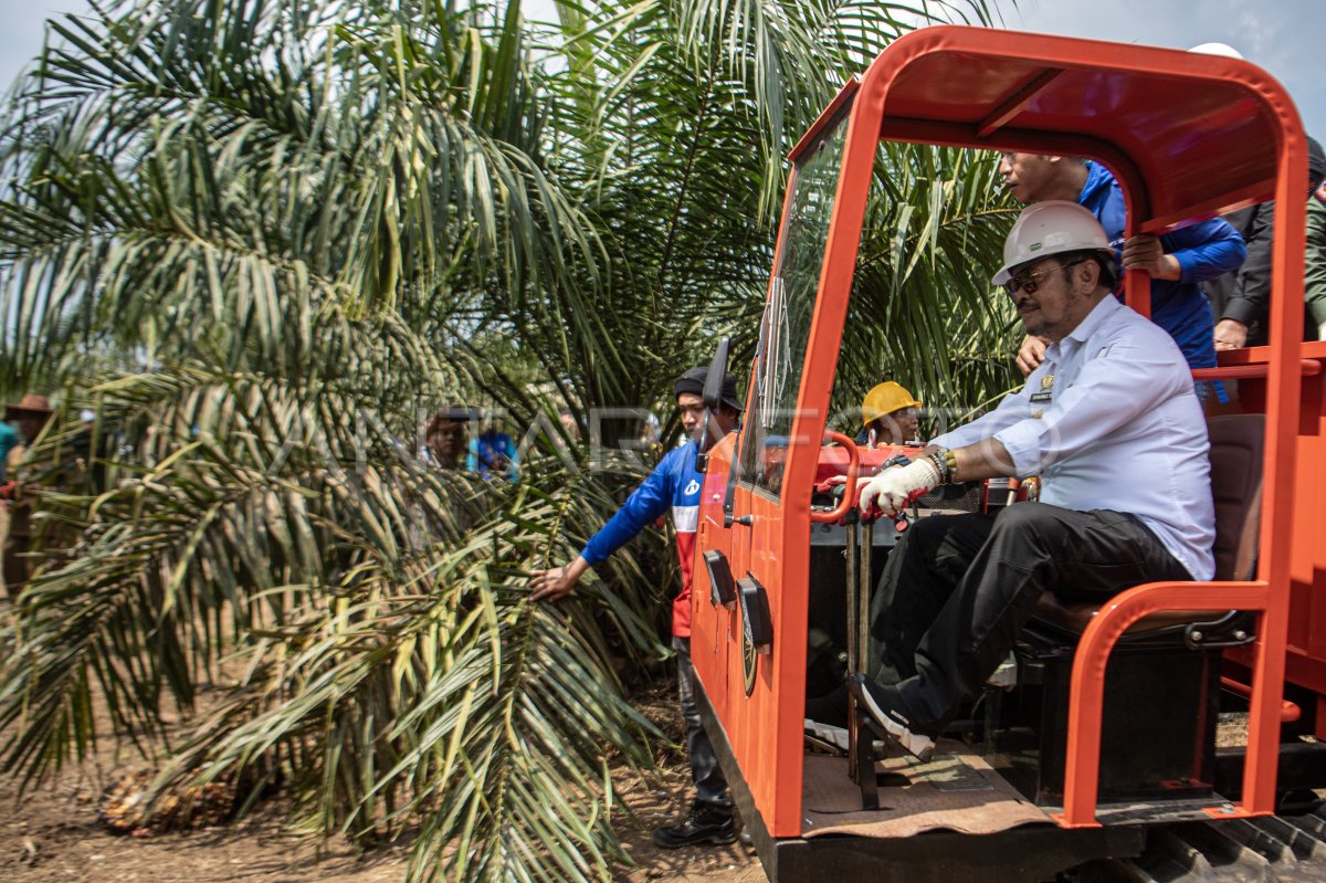 Panen Perdana Program Peremajaan Sawit Rakyat Di OKI | ANTARA Foto