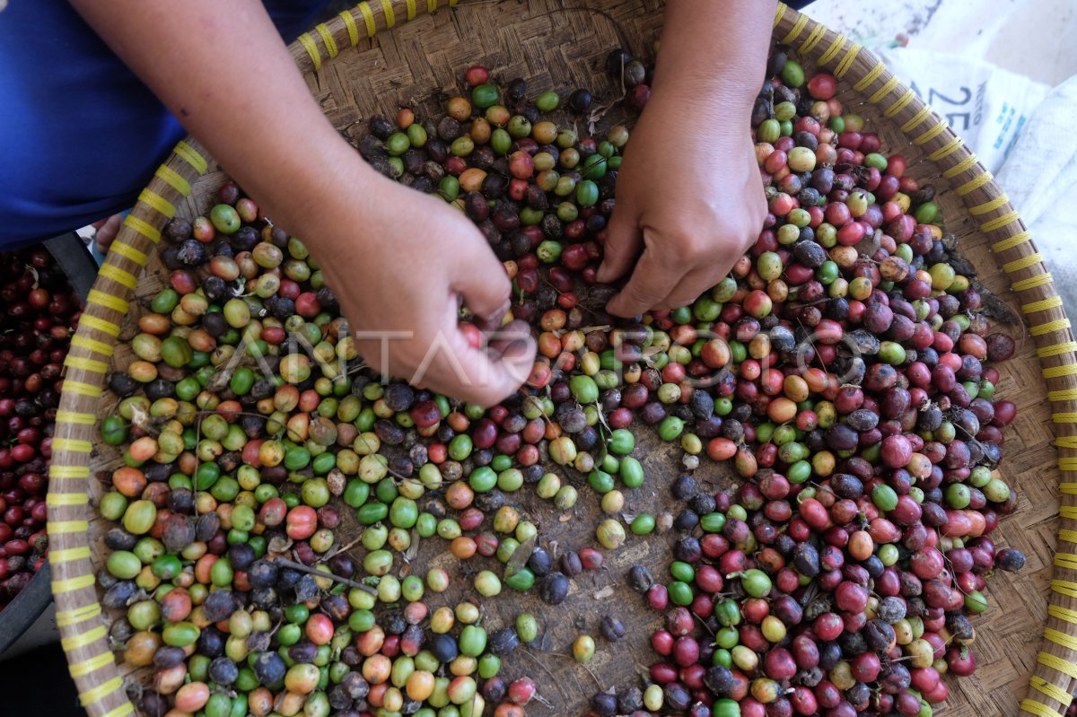 Pekerja musiman sortir kopi | ANTARA Foto