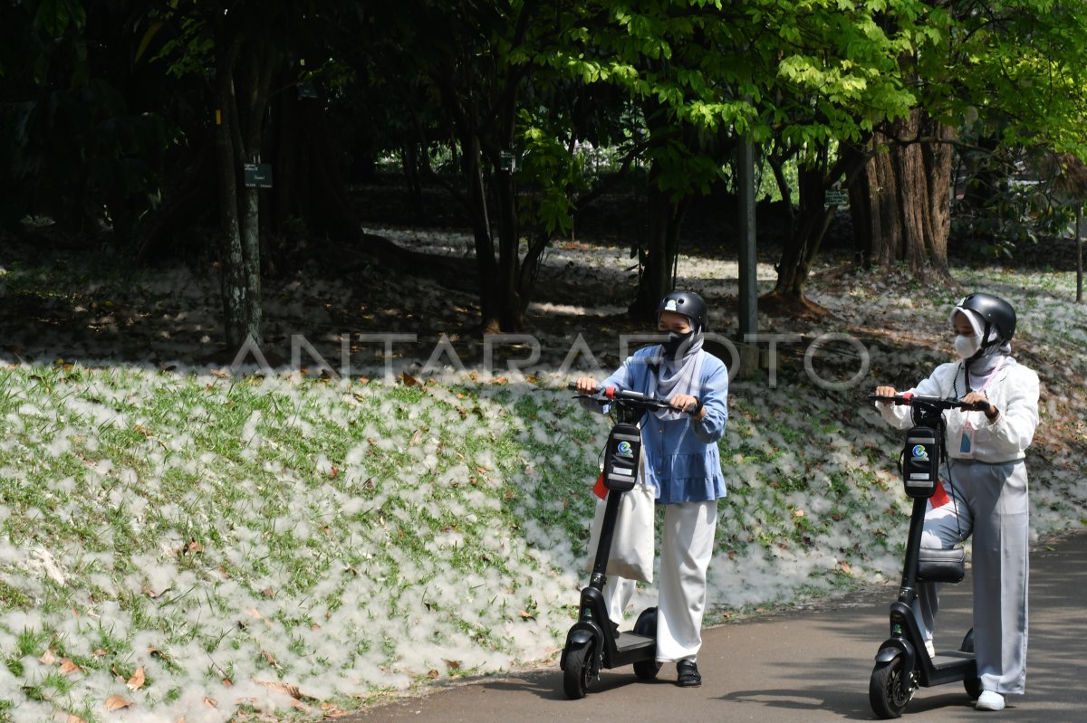 Serat kapas dari pohon kapuk randu di Kebun Raya Bogor