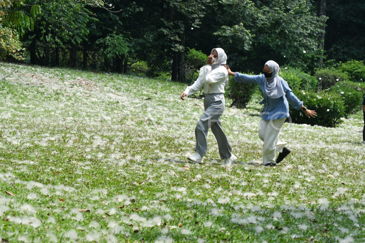 Serat kapas dari pohon kapuk randu di Kebun Raya Bogor