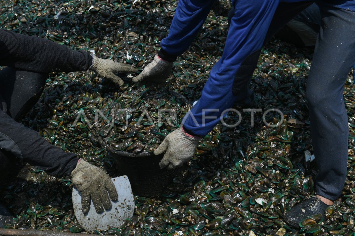 Nelayan kerang hijau di Cilincing
