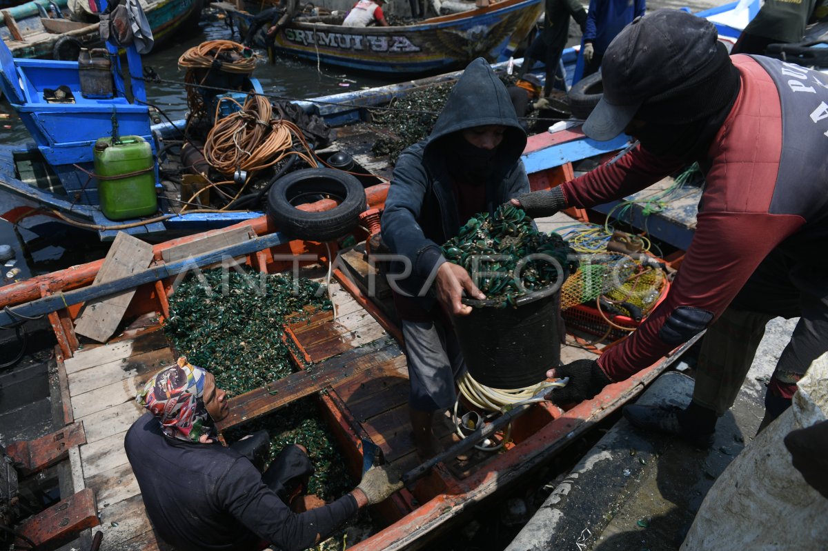 Nelayan kerang hijau di Cilincing