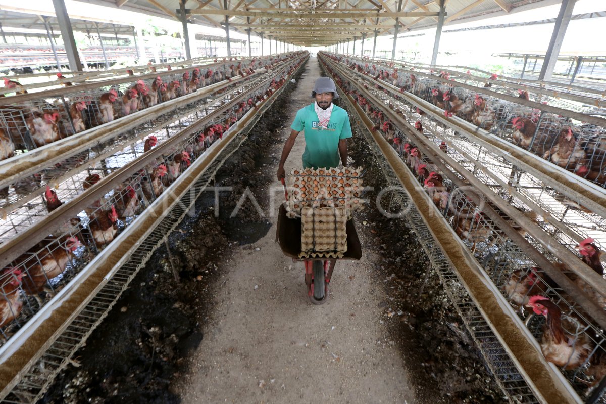 Harga Telur Ayam Turun Di Aceh Antara Foto 7025