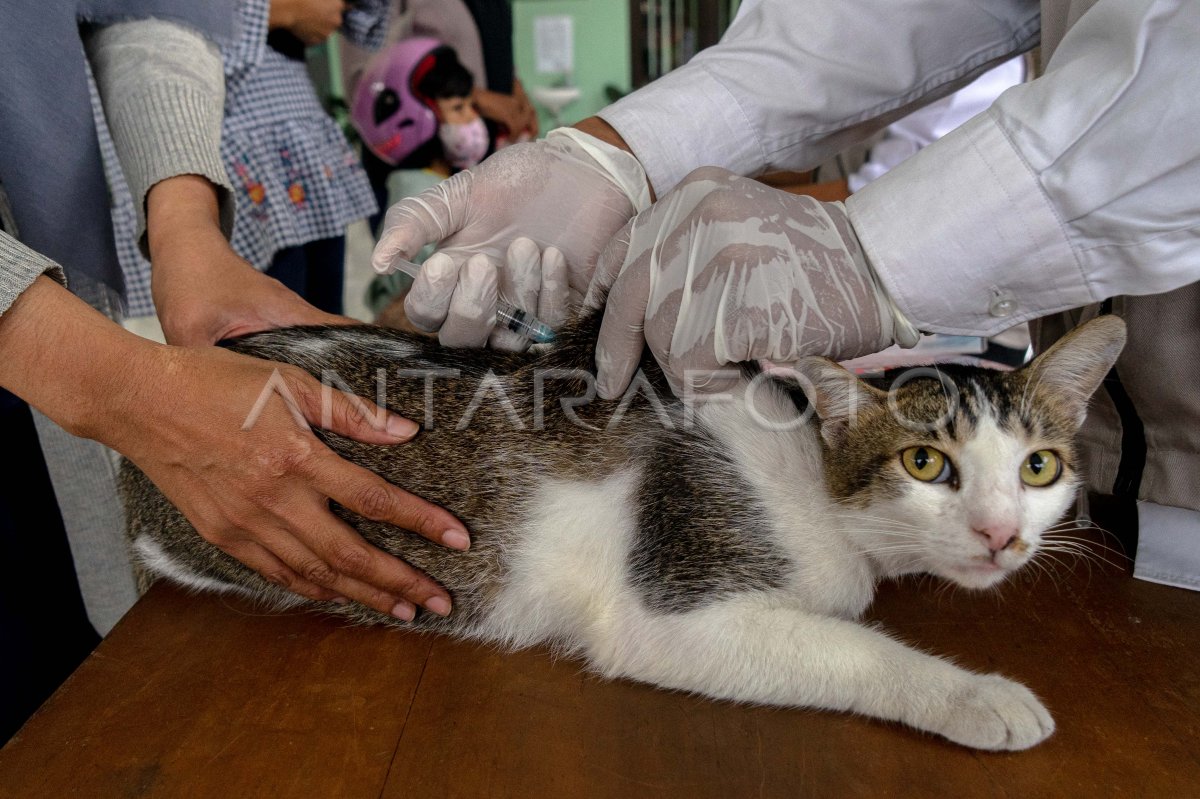 Vaksinasi rabies gratis di Yogyakarta