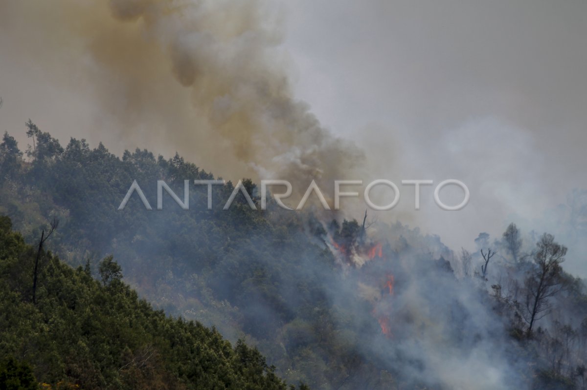 Kawasan hutan dan lahan Gunung Bromo kembali terbakar