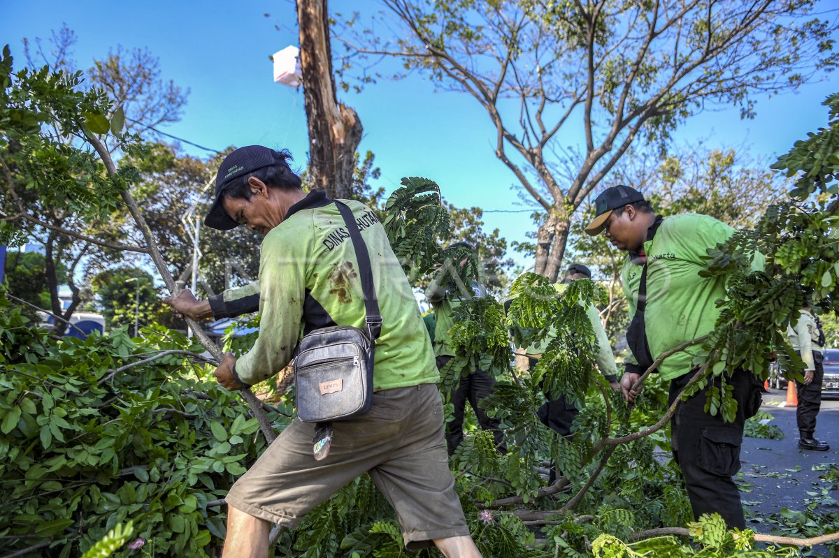 Pohon Tumbang Di Jakarta | ANTARA Foto