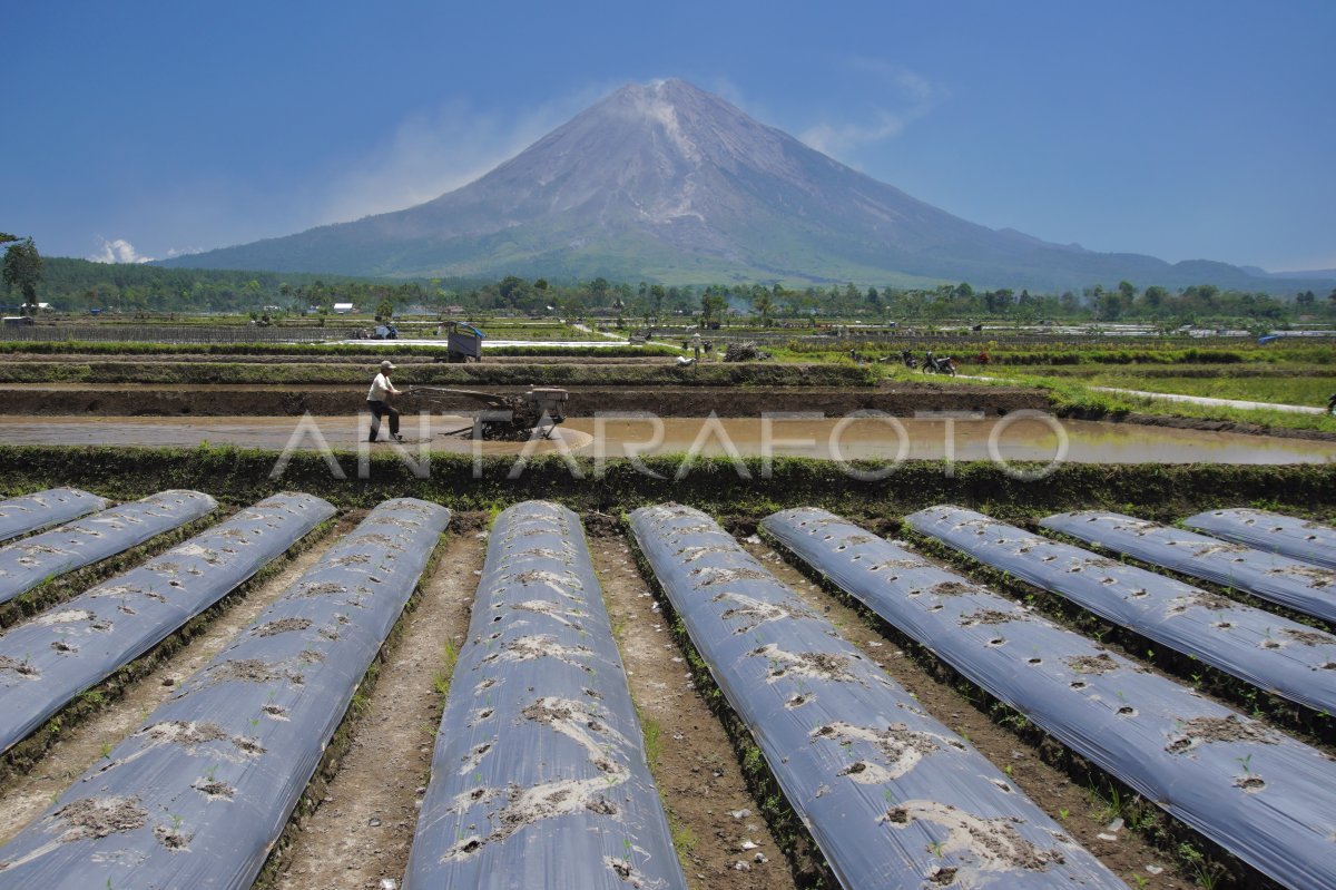 Upaya Menjaga Ketahanan Pangan Nasional | ANTARA Foto