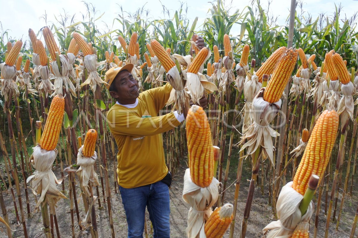 Panen jagung bioteknologi pertama di Indonesia