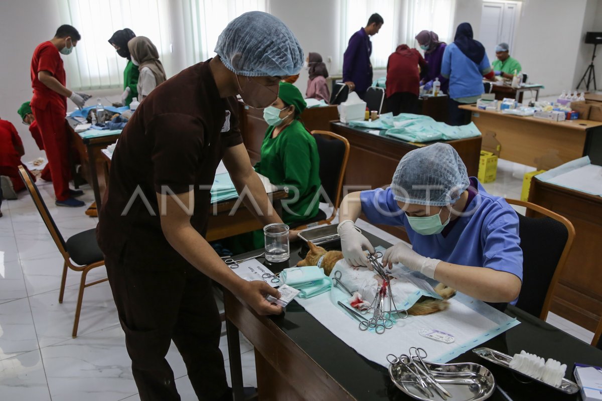 Vaksinasi rabies dan steril kucing gratis di Semarang