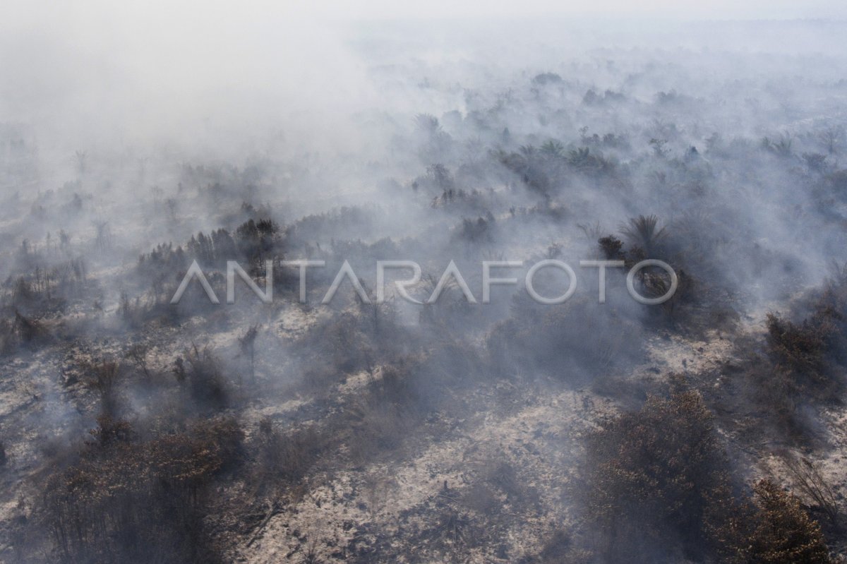 Kebakaran lahan gambut di Desa Jungkal