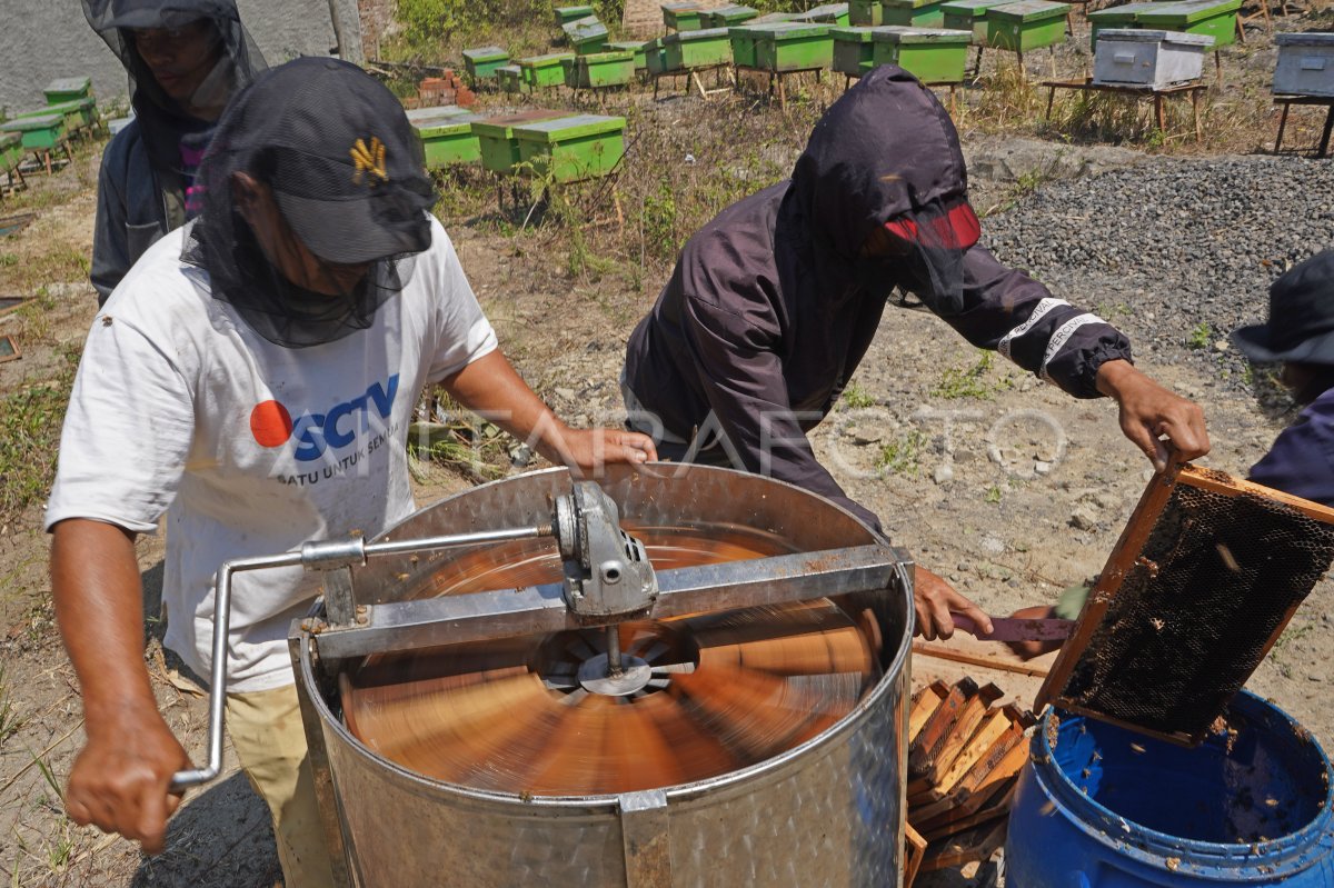 Musim kemarau hasil madu melimpah