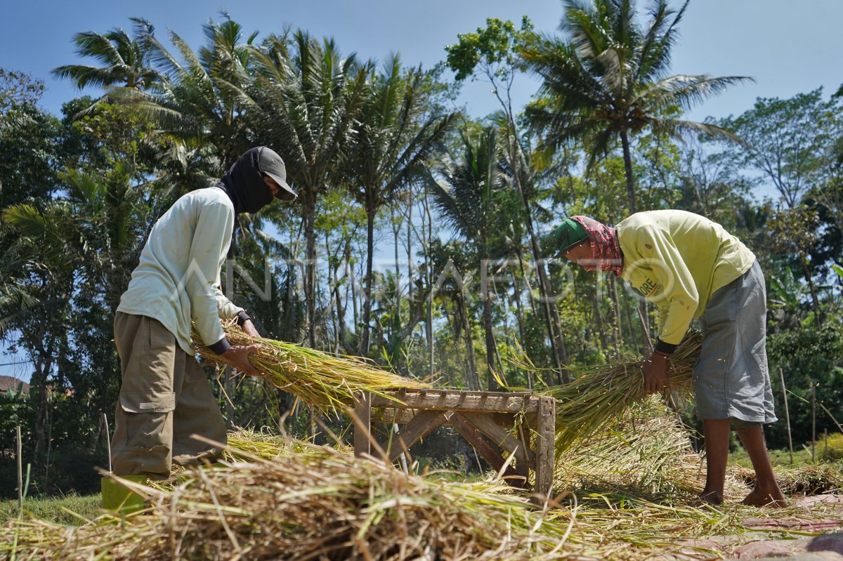Harga gabah kering naik