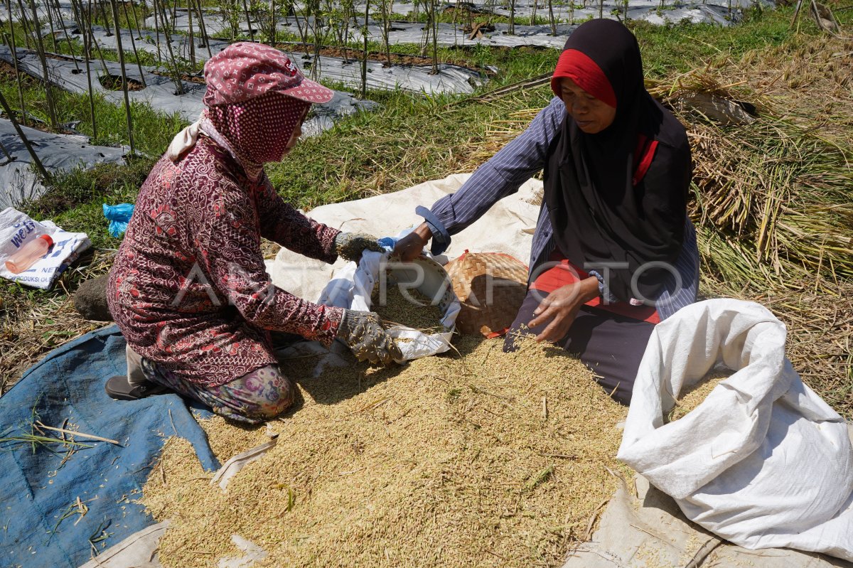 Harga gabah kering naik