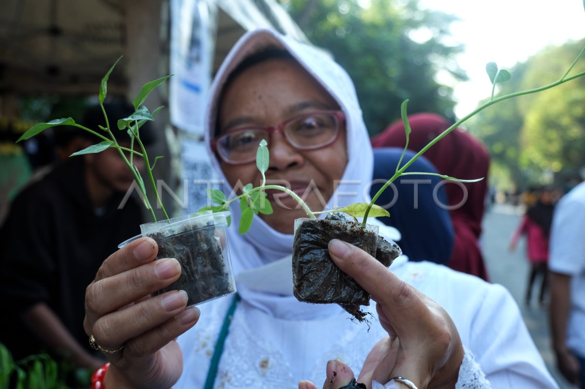 Pembagian bibit pohon