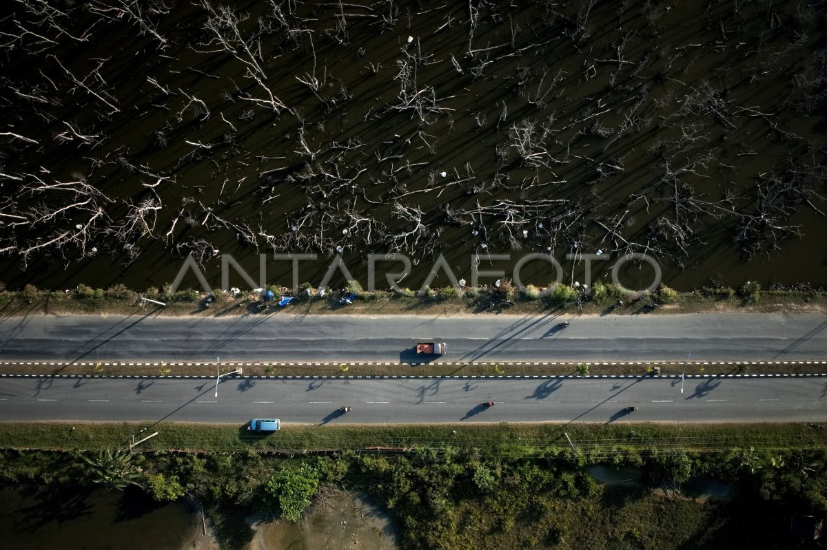 Ratusan pohon mangrove mati
