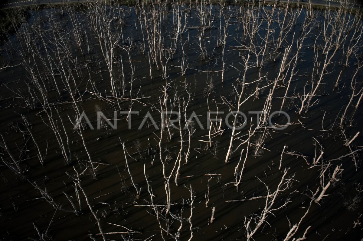 Ratusan pohon mangrove mati