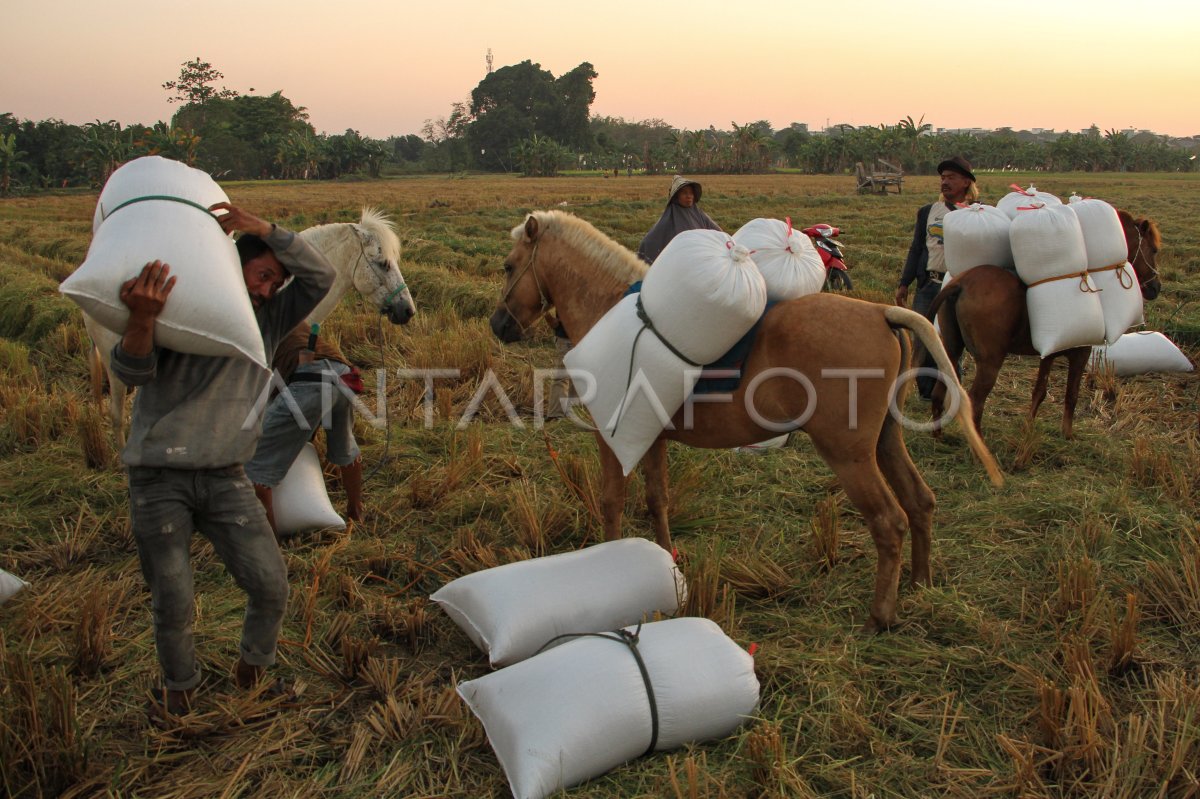 Target Produksi Beras 2024 | ANTARA Foto